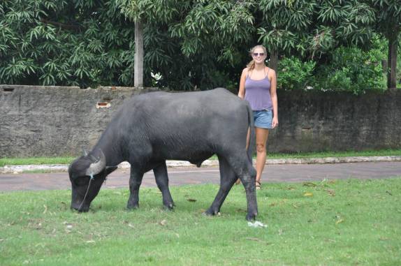 Búfalo pasta tranquilamente no meio de Soure, na Ilha de Marajó - PA